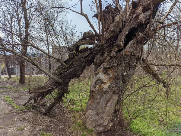 Старое Большое Дерево Разбитое Дерево Упавшие Ветки Сухая Древесина Старый — стоковое фото