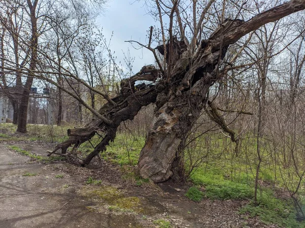 Velmi Starý Velký Strom Zlomený Strom Spadlé Větve Suché Dřevo — Stock fotografie