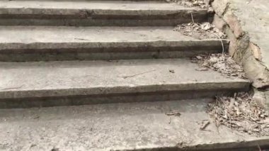 Eski beton merdivenler. Merdivenlerde kuru yapraklar var. Kameralar kuru meşe yapraklarıyla kaplı merdivenlerden yukarı kayıyor. Ağır çekim yakın çekim. Yerde yatan sonbahar yeşilliğinin ayrıntılı hareketli görüntüsü.