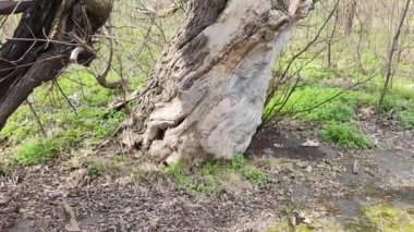 çok eski büyük bir ağaç. Kırık ağaç. Düşen dallar. Kuru tahta. eski park.