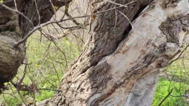 çok eski büyük bir ağaç. Kırık ağaç. Düşen dallar. Kuru tahta. eski park.