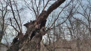 çok eski büyük bir ağaç. Kırık ağaç. Düşen dallar. Kuru tahta. eski park.