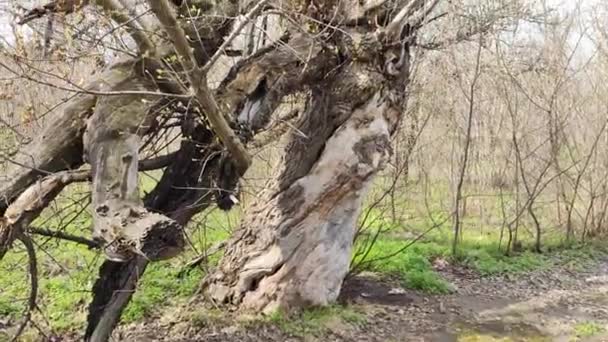 Старое Большое Дерево Разбитое Дерево Упавшие Ветки Сухая Древесина Старый — стоковое видео