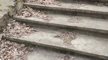 Eski beton merdivenler. Merdivenlerde kuru yapraklar var. Kameralar kuru meşe yapraklarıyla kaplı merdivenlerden yukarı kayıyor. Ağır çekim yakın çekim. Yerde yatan sonbahar yeşilliğinin ayrıntılı hareketli görüntüsü.