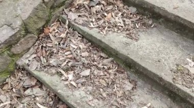 Eski beton merdivenler. Merdivenlerde kuru yapraklar var. Kameralar kuru meşe yapraklarıyla kaplı merdivenlerden yukarı kayıyor. Ağır çekim yakın çekim. Yerde yatan sonbahar yeşilliğinin ayrıntılı hareketli görüntüsü.