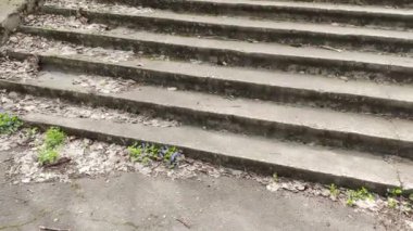 Eski beton merdivenler. Merdivenlerde kuru yapraklar var. Kameralar kuru meşe yapraklarıyla kaplı merdivenlerden yukarı kayıyor. Ağır çekim yakın çekim. Yerde yatan sonbahar yeşilliğinin ayrıntılı hareketli görüntüsü.