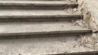 Eski beton merdivenler. Merdivenlerde kuru yapraklar var. Kameralar kuru meşe yapraklarıyla kaplı merdivenlerden yukarı kayıyor. Ağır çekim yakın çekim. Yerde yatan sonbahar yeşilliğinin ayrıntılı hareketli görüntüsü.