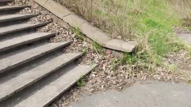 Eski beton merdivenler. Merdivenlerde kuru yapraklar var. Kameralar kuru meşe yapraklarıyla kaplı merdivenlerden yukarı kayıyor. Ağır çekim yakın çekim. Yerde yatan sonbahar yeşilliğinin ayrıntılı hareketli görüntüsü.