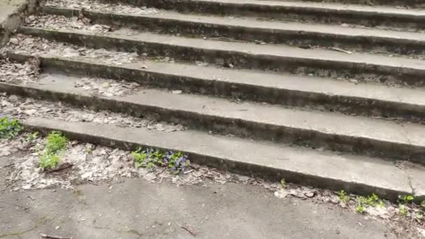 古いコンクリートの階段 階段の上に乾いた葉 乾燥したオークの葉で覆われた階段を滑り上がるカメラは スローモーションを閉じます 地上に横たわる紅葉の細かな動き — ストック動画