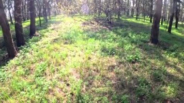 Ormanda ilkbahar. Uzun ağaçlar ve güneş. Yeşil çimlerin üzerindeki gölgeler. Uzun çamlar. Doğal orman manzarası. Ormanda yürü. Güneş ağaçların arasından geçiyor. Yerdeki derin gölgeler. Gündüz yürüyüşü. çam gövdeleri.