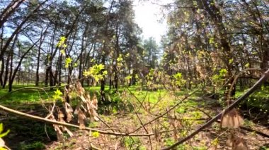 Ormanda ilkbahar. Uzun ağaçlar ve güneş. Yeşil çimlerin üzerindeki gölgeler. Uzun çamlar. Doğal orman manzarası. Ormanda yürü. Güneş ağaçların arasından geçiyor. Yerdeki derin gölgeler. Gündüz yürüyüşü. çam gövdeleri.