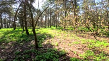 Ormanda ilkbahar. Uzun ağaçlar ve güneş. Yeşil çimlerin üzerindeki gölgeler. Uzun çamlar. Doğal orman manzarası. Ormanda yürü. Güneş ağaçların arasından geçiyor. Yerdeki derin gölgeler. Gündüz yürüyüşü. çam gövdeleri.