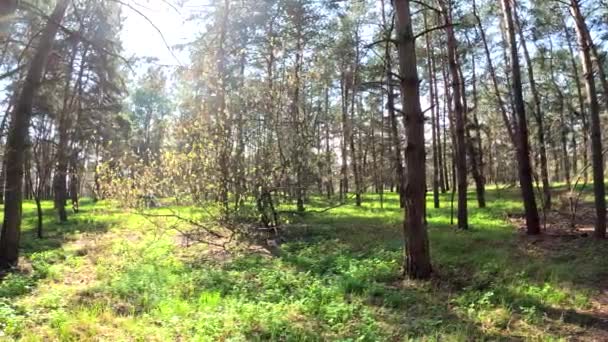 Primavera Floresta Árvores Altas Sol Sombras Grama Verde Pinheiros Altos — Vídeo de Stock