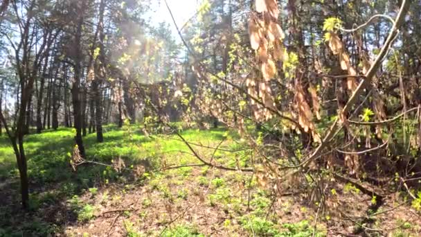 森の中の春 背の高い木と太陽 緑の草の影 背の高い松 自然の森の風景 森の中を歩いて 太陽が木の間を通って 地面の深い影だ 昼間の散歩 松の幹 — ストック動画