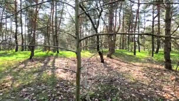 Άνοιξη Στο Δάσος Ψηλά Δέντρα Και Ήλιος Σκιές Στο Πράσινο — Αρχείο Βίντεο