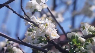 İlkbaharda doğa. Bahar havası, doğanın uyanışı. Çiçek açan arka plan. Bulanık video. Arka plan bulanık. 4k video. İlkbaharda Doğa Dalları. Bahar havası, doğanın uyanışı. Peyzaj