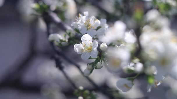 Lkbaharda Doğa Bahar Havası Doğanın Uyanışı Çiçek Açan Arka Plan — Stok video