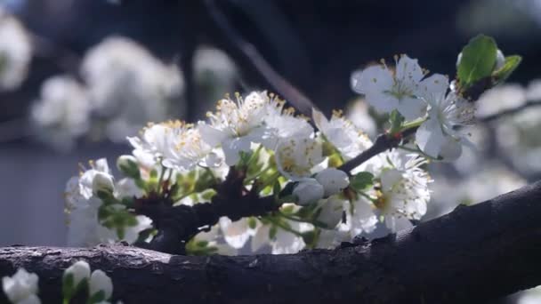 Natura Primavera Modo Primaverile Risveglio Della Natura Fondale Fiorito Video — Video Stock