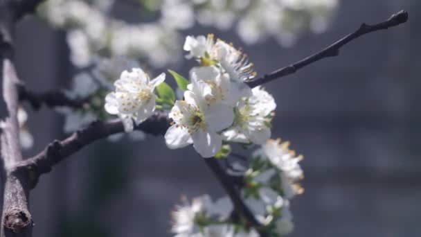 Természet Tavasszal Tavaszi Hangulat Természet Ébredése Virágzó Háttér Homályos Videó — Stock videók