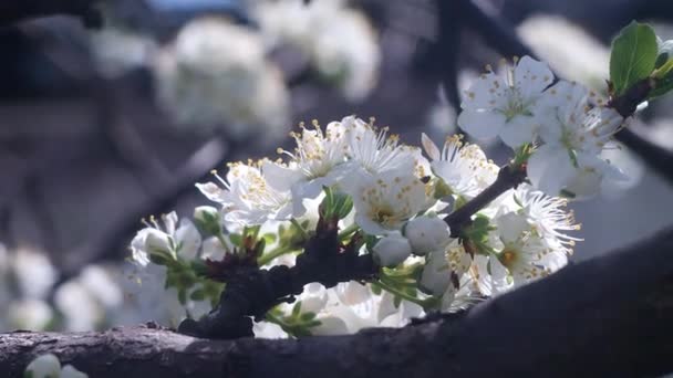 Natura Wiosną Wiosenny Nastrój Przebudzenie Natury Kwitnące Tło Rozmazane Wideo — Wideo stockowe