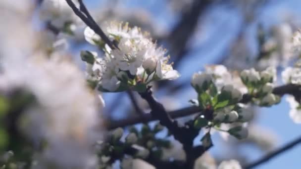 Natura Wiosną Wiosenny Nastrój Przebudzenie Natury Kwitnące Tło Rozmazane Wideo — Wideo stockowe