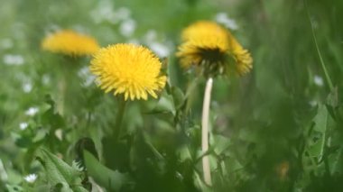 Çimlerde sarı karahindibalar. Çayırda güzel sarı karahindibalar. Mevsimsel doğal sahne. Sarı karahindibaları yukarıdan izleyin. Bulanık video. Arka plan bulanık. 4k video.
