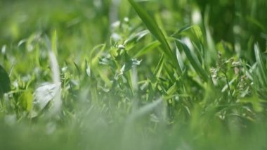 Güzel yeşil çimen sapları. Yeşil çimenler kapanıyor. Rüzgarda sallanan genç sapların olduğu yeşil buğday tarlası. sakin doğal soyut arka plan. Bulanık video. Arka plan bulanık. 4k video.
