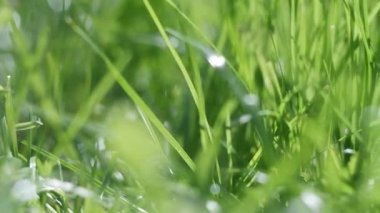 Güzel yeşil çimen sapları. Yeşil çimenler kapanıyor. Rüzgarda sallanan genç sapların olduğu yeşil buğday tarlası. sakin doğal soyut arka plan. Bulanık video. Arka plan bulanık. 4k video.