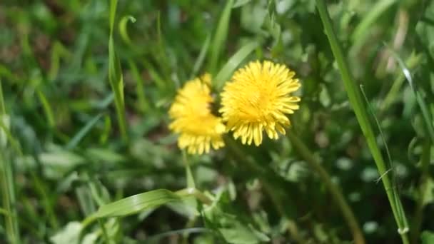 Çimlerde Sarı Karahindibalar Çayırda Güzel Sarı Karahindibalar Mevsimsel Doğal Sahne — Stok video