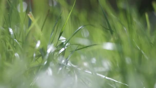 緑の草の美しい茎 緑の草が閉まります 若い茎が風に揺れる緑の小麦畑 穏やかな自然抽象的な背景 ブリリービデオ 背景がぼやけてる 4Kビデオ — ストック動画
