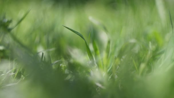 Όμορφους Μίσχους Πράσινου Γρασιδιού Πράσινο Γρασίδι Κοντά Πράσινο Χωράφι Σιτάρι — Αρχείο Βίντεο