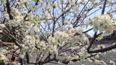 Nergisler. Güneşli bir bahar gününde yeşil bir çimenlikte çiçek açan bir sürü güzel beyaz nergis çiçeği. Nergisler, Narcissus, sarı nergis çiçekleri bahar bahçesinde açan, Paskalya arka planı, buket.