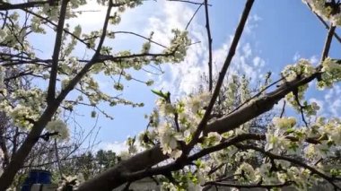 Nergisler. Güneşli bir bahar gününde yeşil bir çimenlikte çiçek açan bir sürü güzel beyaz nergis çiçeği. Nergisler, Narcissus, sarı nergis çiçekleri bahar bahçesinde açan, Paskalya arka planı, buket.