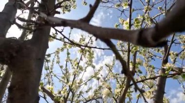 Nergisler. Güneşli bir bahar gününde yeşil bir çimenlikte çiçek açan bir sürü güzel beyaz nergis çiçeği. Nergisler, Narcissus, sarı nergis çiçekleri bahar bahçesinde açan, Paskalya arka planı, buket.