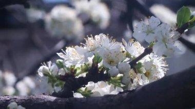 Ağaç dallarında beyaz çiçekler. Ağaçlar baharda çiçek açar. Arka planda güneş ışıkları olan dalları olan çiçek elma ağacı. Doğanın arka planında çiçek açan beyaz elma ağacı. Bahçede beyaz çiçekler.