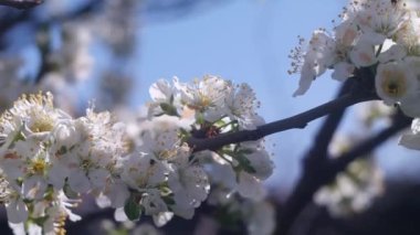 Ağaç dallarında beyaz çiçekler. Ağaçlar baharda çiçek açar. Arka planda güneş ışıkları olan dalları olan çiçek elma ağacı. Doğanın arka planında çiçek açan beyaz elma ağacı. Bahçede beyaz çiçekler.