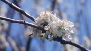 Ağaç dallarında beyaz çiçekler. Ağaçlar baharda çiçek açar. Arka planda güneş ışıkları olan dalları olan çiçek elma ağacı. Doğanın arka planında çiçek açan beyaz elma ağacı. Bahçede beyaz çiçekler.