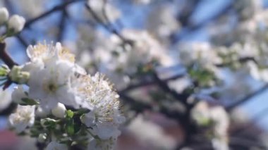 Ağaç dallarında beyaz çiçekler. Ağaçlar baharda çiçek açar. Arka planda güneş ışıkları olan dalları olan çiçek elma ağacı. Doğanın arka planında çiçek açan beyaz elma ağacı. Bahçede beyaz çiçekler.