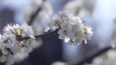 Ağaç dallarında beyaz çiçekler. Ağaçlar baharda çiçek açar. Arka planda güneş ışıkları olan dalları olan çiçek elma ağacı. Doğanın arka planında çiçek açan beyaz elma ağacı. Bahçede beyaz çiçekler.