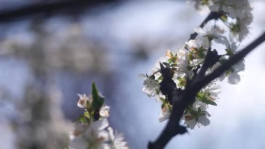 Ağaç dallarında beyaz çiçekler. Ağaçlar baharda çiçek açar. Arka planda güneş ışıkları olan dalları olan çiçek elma ağacı. Doğanın arka planında çiçek açan beyaz elma ağacı. Bahçede beyaz çiçekler.