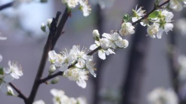 Ağaç dallarında beyaz çiçekler. Ağaçlar baharda çiçek açar. Arka planda güneş ışıkları olan dalları olan çiçek elma ağacı. Doğanın arka planında çiçek açan beyaz elma ağacı. Bahçede beyaz çiçekler.