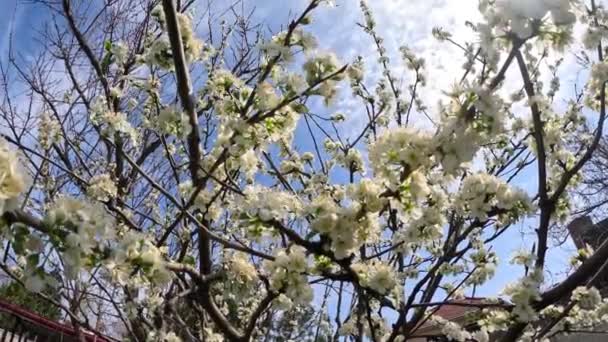 ダフォディルス 春の晴れた日には緑の芝生の上に水仙の多くの美しい白い花を咲かせます 春の庭に咲く水仙 黄色の水仙の花 イースターの背景 — ストック動画