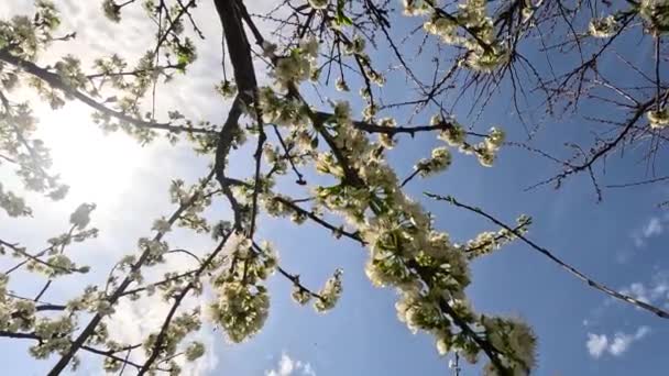 Nárciszok Sok Gyönyörű Virágzó Fehér Nárciszvirág Egy Zöld Pázsiton Egy — Stock videók
