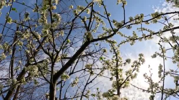 Des Jonquilles Beaucoup Belles Fleurs Blanches Fleurissantes Jonquilles Sur Une — Video