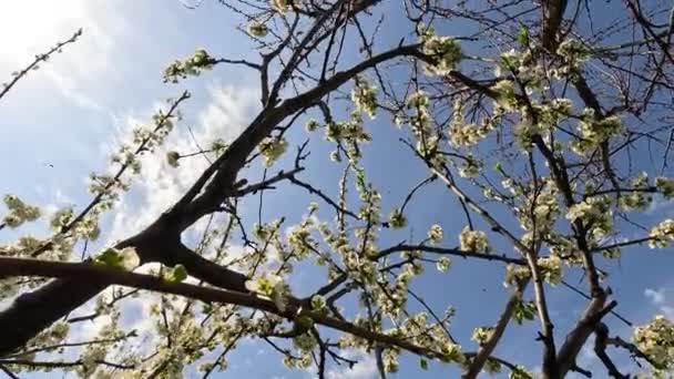Påskliljor Många Vackra Blommande Vita Blommor Påskliljor Grön Gräsmatta Solig — Stockvideo