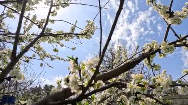 Narcise Multe Flori Albe Înflorite Narcise Gazon Verde Într Însorită — Videoclip de stoc