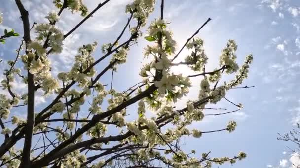 Narcisos Muitas Belas Flores Brancas Florescentes Narcisos Gramado Verde Dia — Vídeo de Stock