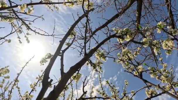 Даффіли Сонячний Весняний День Зеленому Газоні Буяє Багато Чудових Білих — стокове відео
