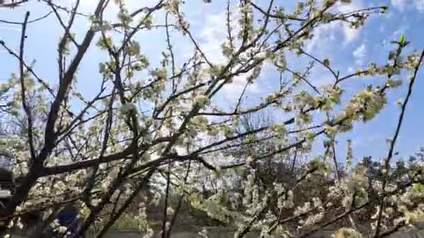 Narcisos Muchas Hermosas Flores Blancas Florecientes Narcisos Césped Verde Día — Vídeo de stock