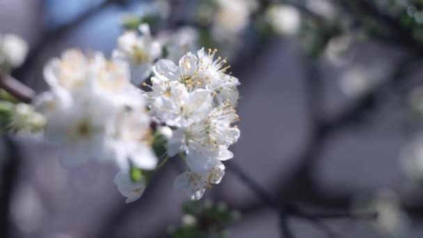 Narcisy Mnoho Krásně Kvetoucích Bílých Květin Narcisů Zeleném Trávníku Slunečného — Stock video